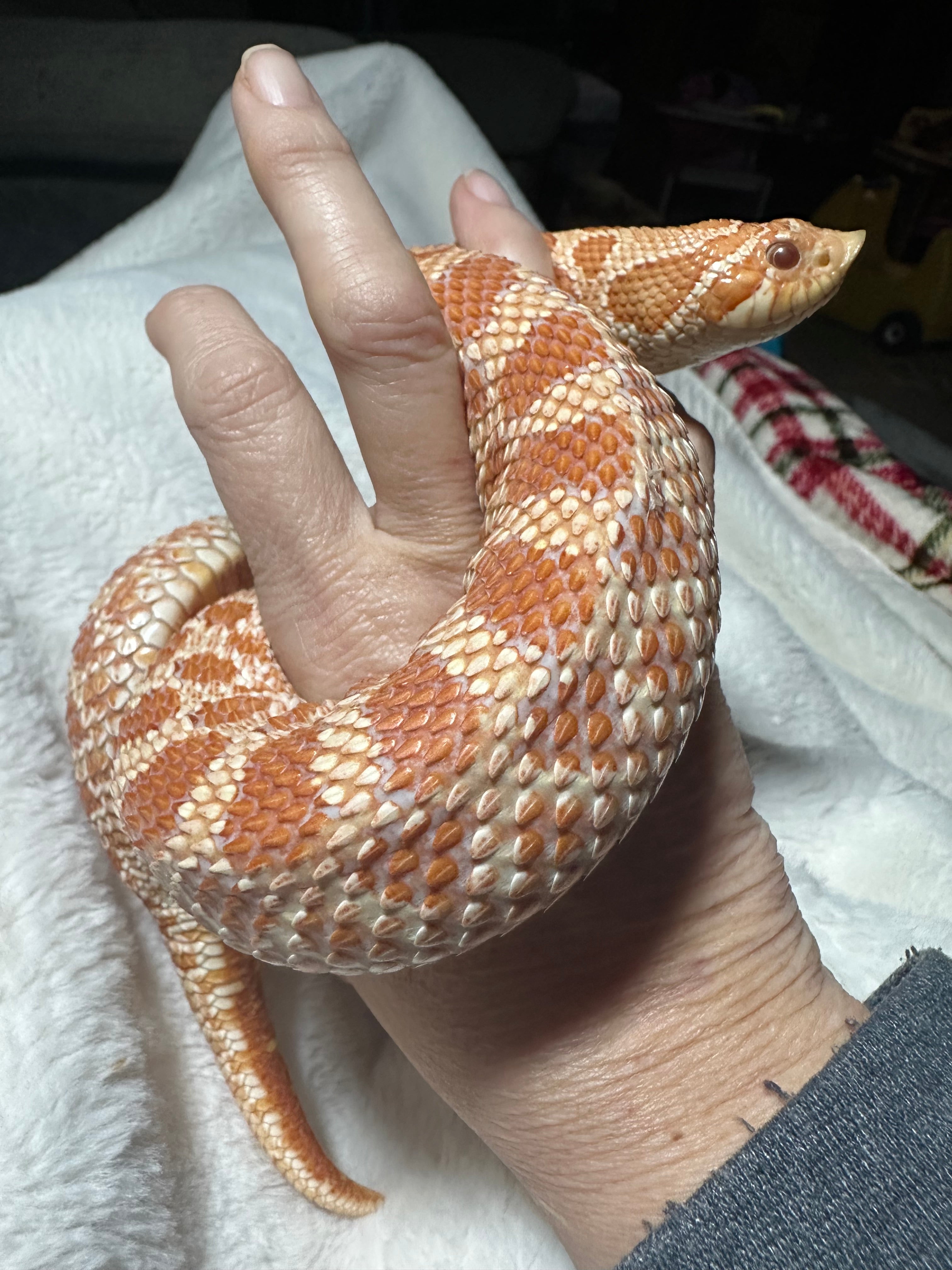 Giggle’s Hognose Haven
